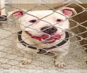 American Bulldog Dogs for adoption in Lodi, CA, USA