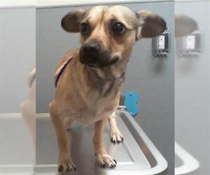 Dachshund-Unknown Mix Dogs for adoption in Las Vegas, NV, USA