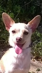 Chiranian Dogs for adoption in Campbell, CA, USA