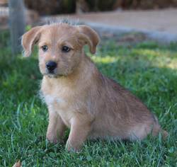 Medium Photo #1 Border Terrier-Unknown Mix Puppy For Sale in San Diego, CA, USA