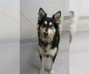 Siberian Husky Dogs for adoption in Pasadena, TX, USA