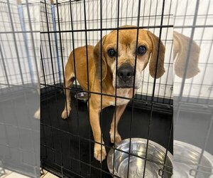 Puggle Dogs for adoption in Evansville, IN, USA