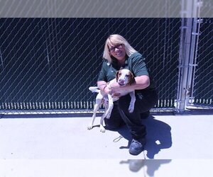 Beagle Dogs for adoption in Globe, AZ, USA