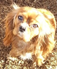 Cavalier King Charles Spaniel Dogs for adoption in Alexander, AR, USA