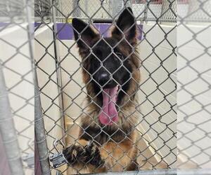 German Shepherd Dog-Unknown Mix Dogs for adoption in Anchorage, AK, USA