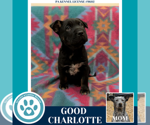 Borador Dogs for adoption in Kimberton, PA, USA