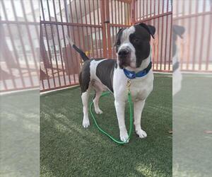 Mutt Dogs for adoption in Las Vegas, NV, USA