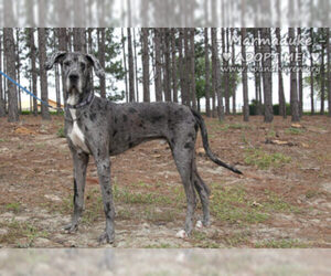 Great Dane Dogs for adoption in Minneola, FL, USA