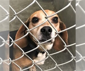 Beagle Dogs for adoption in Point Pleasant, PA, USA