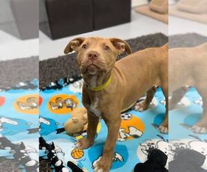 American Pit Bull Terrier-Unknown Mix Dogs for adoption in Howell, MI, USA