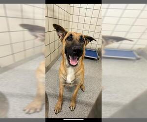 German Shepherd Dog-Unknown Mix Dogs for adoption in Pasadena, TX, USA
