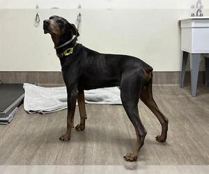 Doberman Pinscher Dogs for adoption in Pasadena, CA, USA