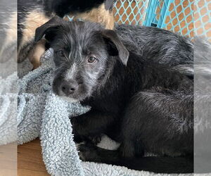 Mutt Dogs for adoption in Royal Palm Beach, FL, USA