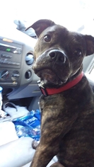 Boxer Dogs for adoption in Clarkesville, GA, USA