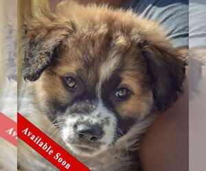 Sheprador Dogs for adoption in Huntley, IL, USA