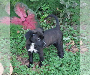 Catahoula Leopard Dog-Labrador Retriever Mix Dogs for adoption in Sanford, FL, USA