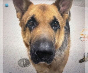 German Shepherd Dog-Unknown Mix Dogs for adoption in Fort Collins, CO, USA