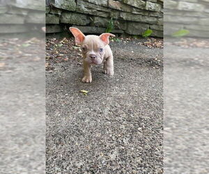 French Bulldog-Unknown Mix Dogs for adoption in Springdale, PA, USA