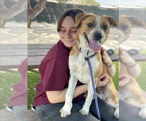 Texas Heeler Dogs for adoption in Santa Barbara, CA, USA