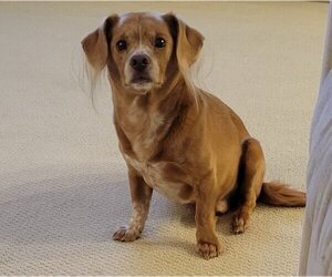 Dachshund-Unknown Mix Dogs for adoption in Charlottesville, VA, USA