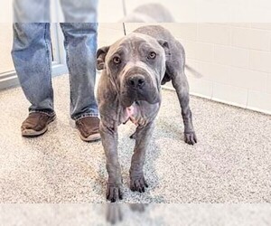 American Staffordshire Terrier Dogs for adoption in Houston, TX, USA