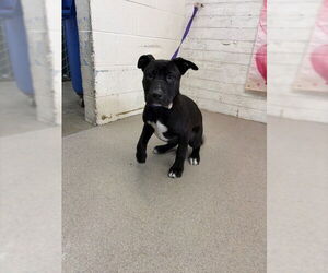 Mutt Dogs for adoption in San Bernardino, CA, USA