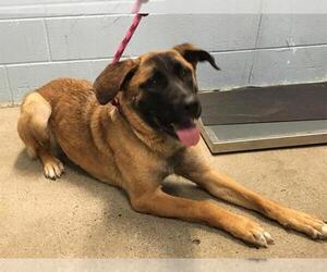 Leonberger Dogs for adoption in Woodland, CA, USA