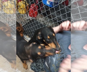 Doberman Pinscher-German Shepherd Dog Mix Dogs for adoption in Frenchburg, KY, USA