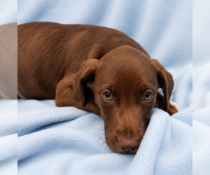Labrador Retriever-Unknown Mix Dogs for adoption in Sterling, MA, USA