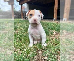 American Pit Bull Terrier-Labrador Retriever Mix Dogs for adoption in Fort Collins, CO, USA
