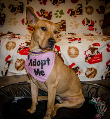 Labrador Retriever Dogs for adoption in Englewood, CO, USA