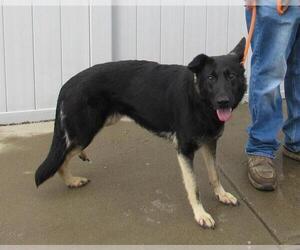 German Shepherd Dog-Unknown Mix Dogs for adoption in Louisville, KY, USA