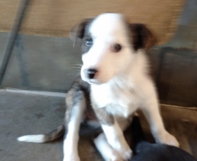 Border Collie Dogs for adoption in Rutledge, TN, USA