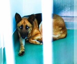 German Shepherd Dog Dogs for adoption in Pasadena, CA, USA