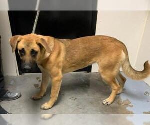 Mastiff-Unknown Mix Dogs for adoption in Dellslow, WV, USA