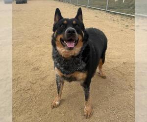 Medium Photo #1 Texas Heeler Puppy For Sale in Camarillo, CA, USA