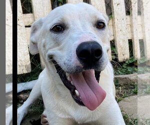 Medium Photo #1 Labrador Retriever-Unknown Mix Puppy For Sale in Shreveport, LA, USA