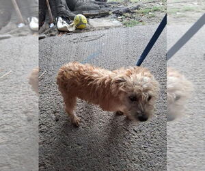 Cairn Terrier-Unknown Mix Dogs for adoption in Oak Bluffs, MA, USA
