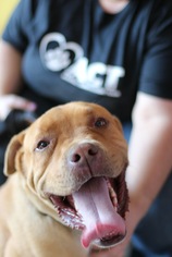 Mastiff Dogs for adoption in Fresno, CA, USA