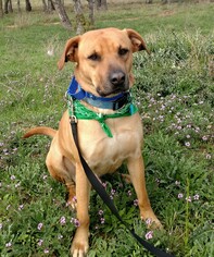 Black Mouth Cur-Unknown Mix Dogs for adoption in Helotes, TX, USA