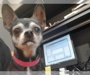 Medium Photo #1 Chihuahua Puppy For Sale in Grand Prairie, TX, USA