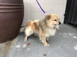 Pomeranian Dogs for adoption in pomona, CA, USA