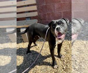 Boxer-Unknown Mix Dogs for adoption in Forestville, MD, USA
