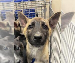 German Shepherd Dog-Huskies Mix Dogs for adoption in Conroe, TX, USA