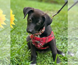 Mutt Dogs for adoption in Candler, NC, USA