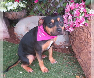 Mutt Dogs for adoption in Oklahoma City, OK, USA