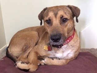 Medium Photo #1 Labrador Retriever-Unknown Mix Puppy For Sale in Houston, TX, USA