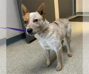 Texas Heeler-Unknown Mix Dogs for adoption in Visalia, CA, USA