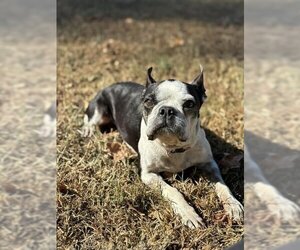 Boston Terrier Dogs for adoption in High Point, NC, USA