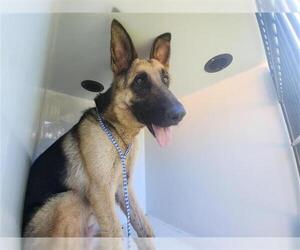 German Shepherd Dog Dogs for adoption in Houston, TX, USA